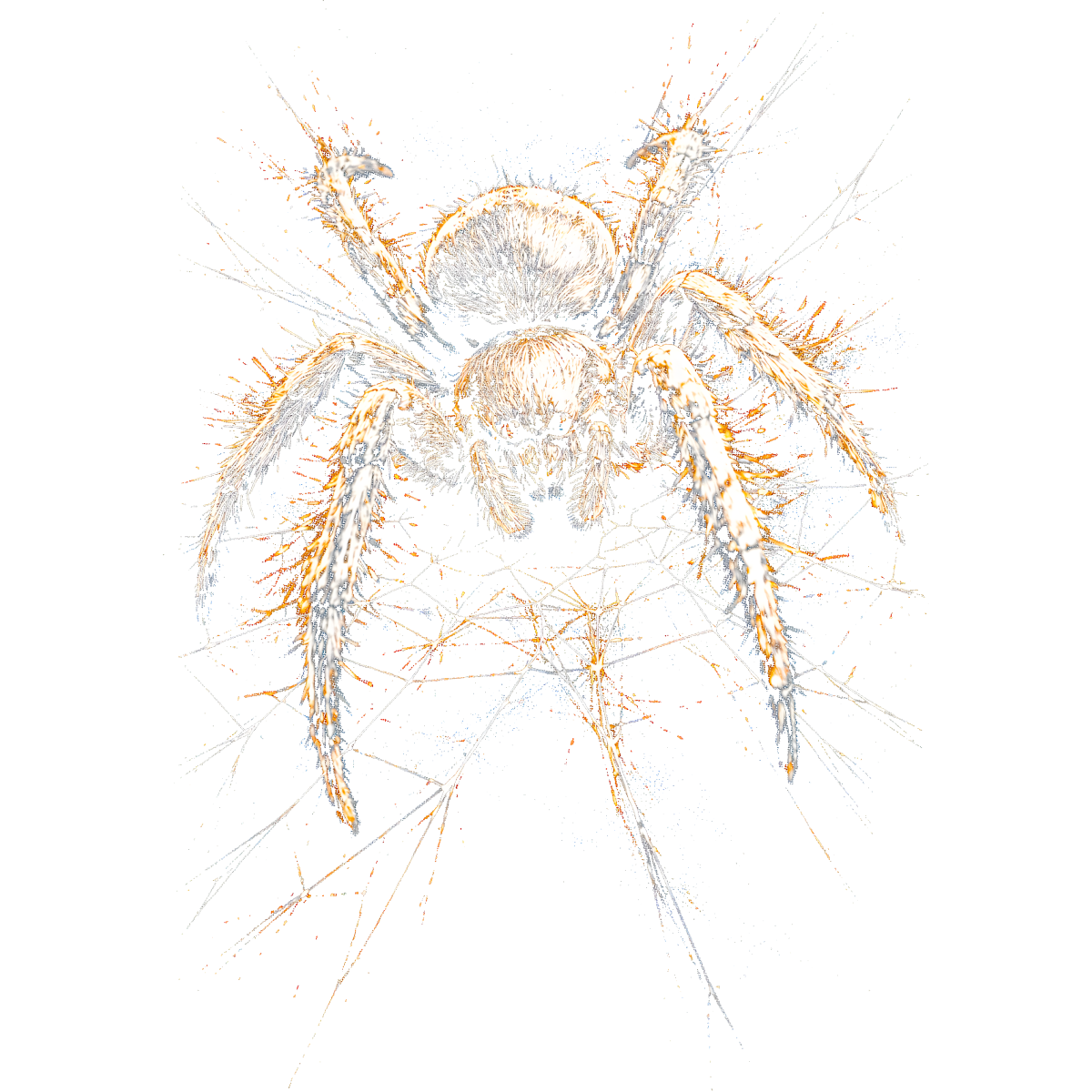Araignée détaillée sur toile d'araignée