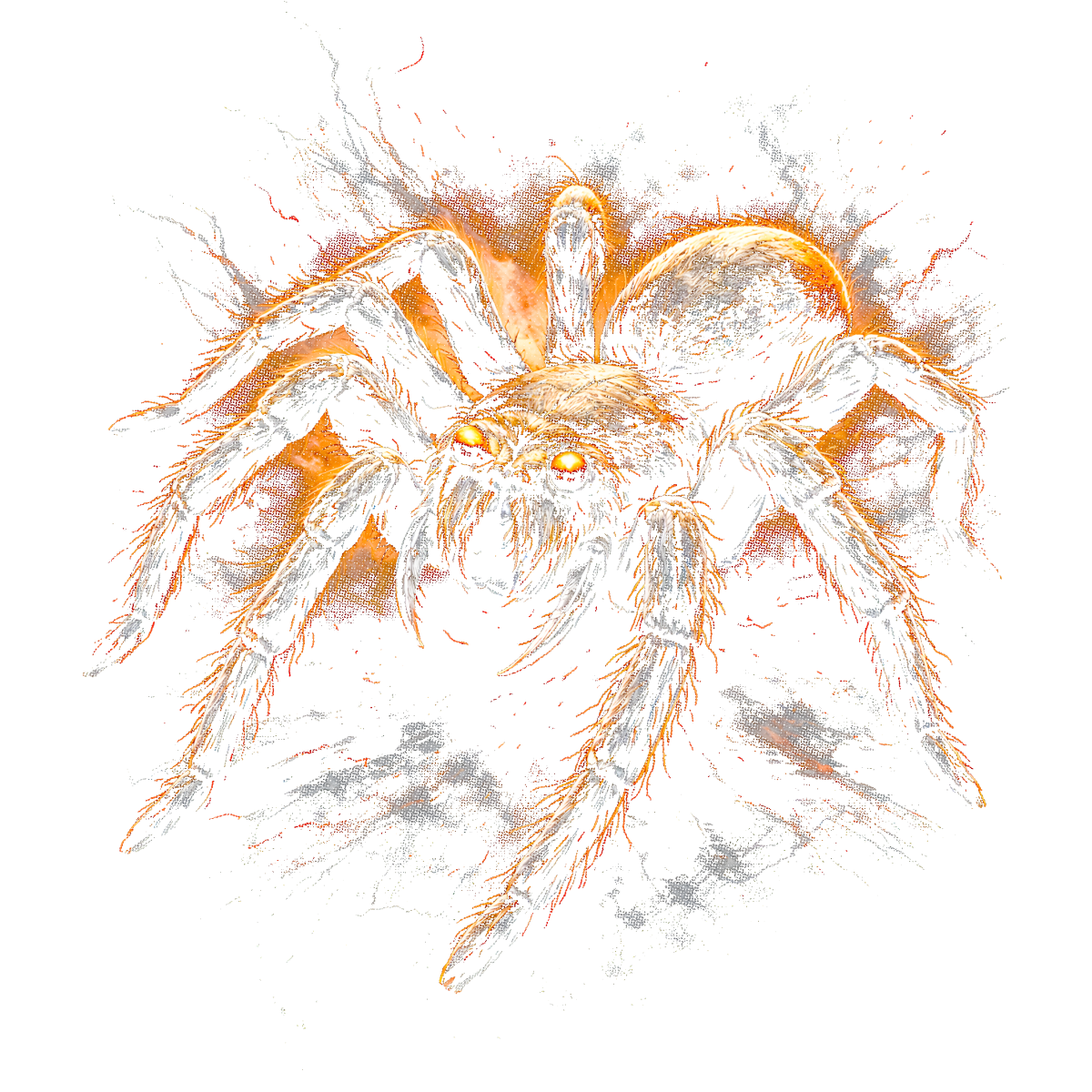 Araignée grande couleur blanche orange